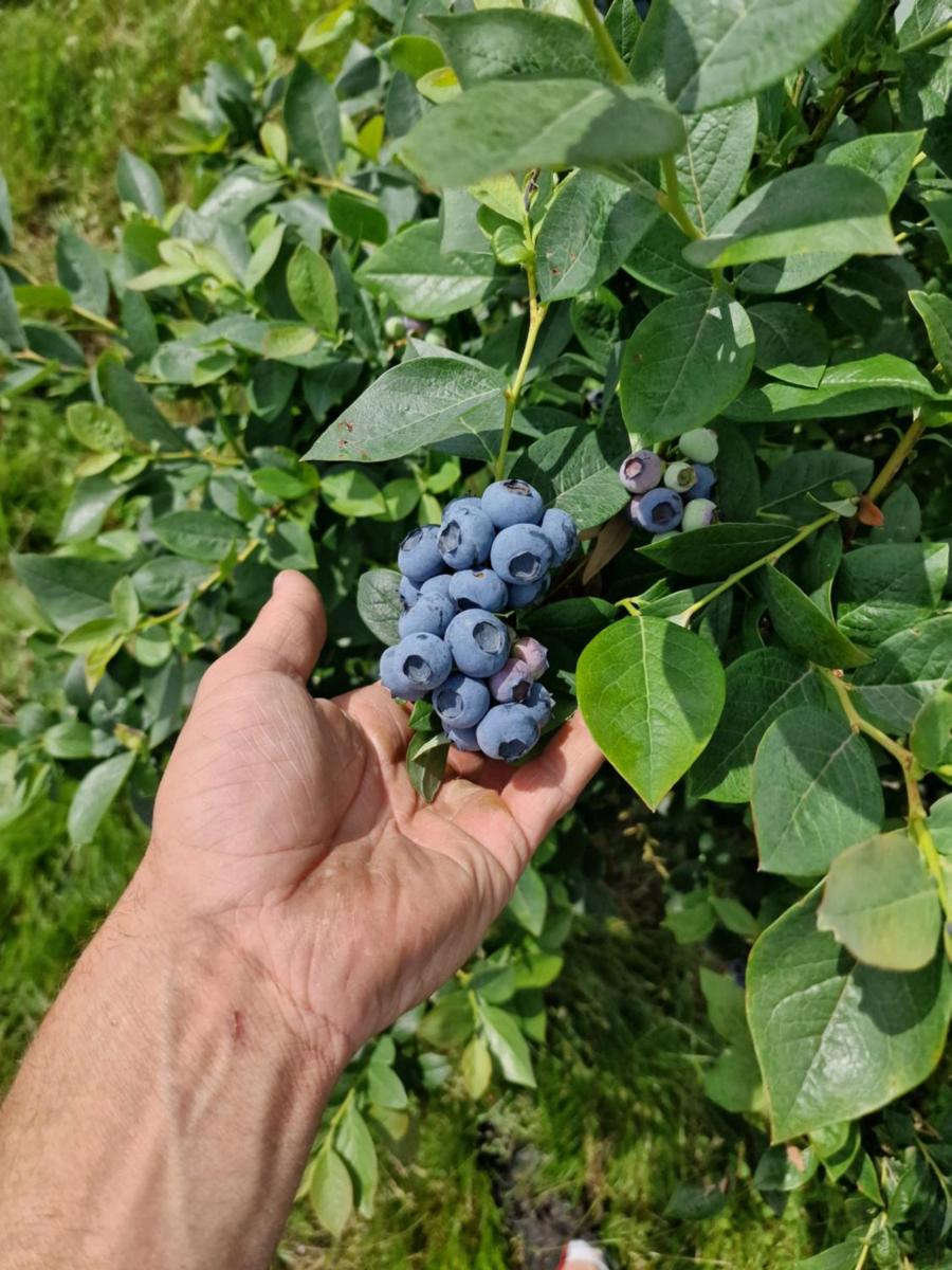 Gospodarstwo Agroturystyczne Borówkowy Bukiet Smaków