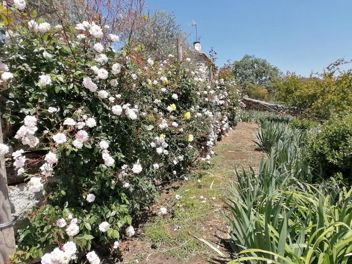 ROSAS DA GRANJA – CASA DE CAMPO